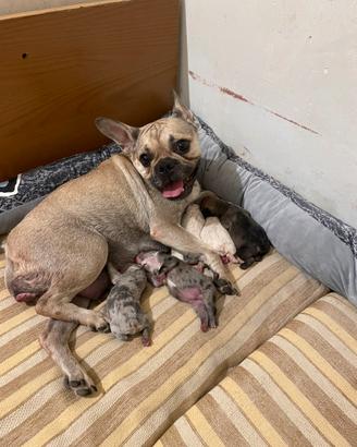 Fattrice Bouledogue francese