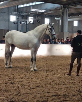 Cavallo