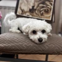 Maltese toy maschio per monta femmina