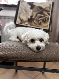 Maltese toy maschio per monta femmina