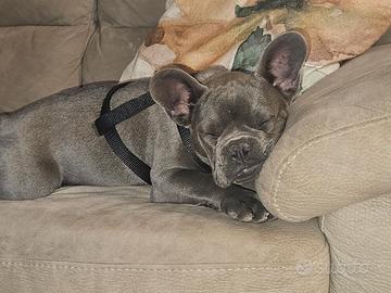 Bulldog francese