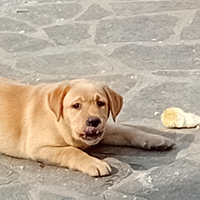 Cuccioli labrador