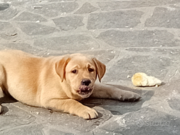 Cuccioli labrador