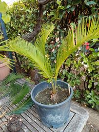 cycas revolut 