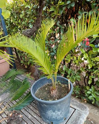 cycas revolut 