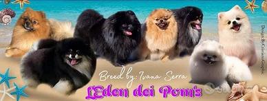 Spitz tedesco nano Pomerania
