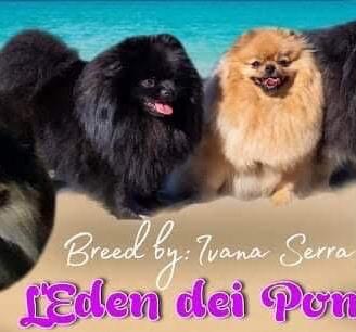 Spitz tedesco nano Pomerania