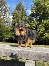 Volpino pomerania cucciola 1kg 6 mesi TOY