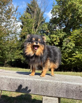Volpino pomerania cucciola 1kg 6 mesi TOY