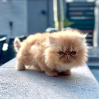 Cuccioli gatto Persiano Ipertipo a