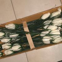 Stock tulipani bianchi finti
