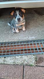 Australian cattle dog (Bovaro australiano)