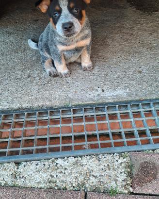 Australian cattle dog (Bovaro australiano)