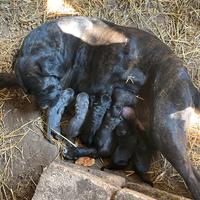 Cuccioli di cane corso originale