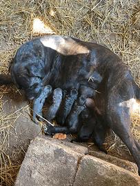 Cuccioli di cane corso originale