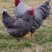 GALLINE Barred Rock