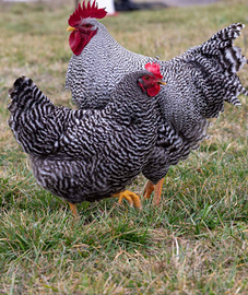 GALLINE Barred Rock