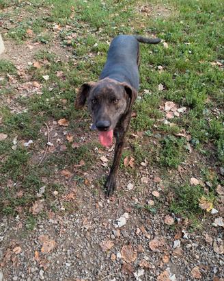 Baky giovane cucciolone in adozione