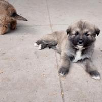 Cuccioli incrocio Pastore del Caucaso