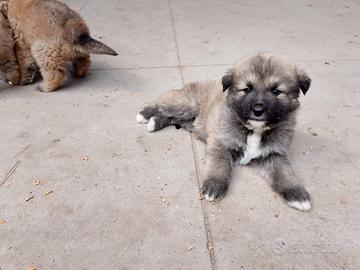 Cuccioli incrocio Pastore del Caucaso