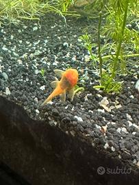 Pesci Ancistrus gold Napoli