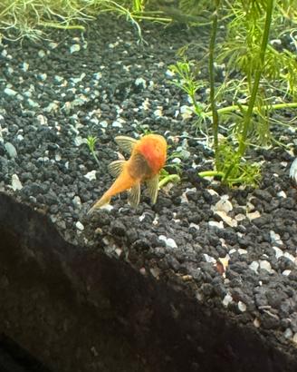 Pesci Ancistrus gold Napoli