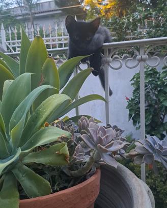 Gattino 🖤 ADOZIONE DEL CUORE 🐾
🐈⬛