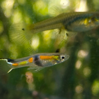 Poecilia wingei Rio de Oro 2006