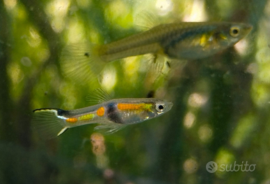 Poecilia wingei Rio de Oro 2006