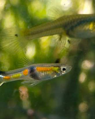 Poecilia wingei Rio de Oro 2006