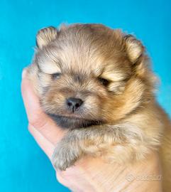 Cucciolo Spitz nano tedesco Pomerania