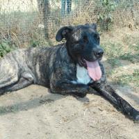 Adozione TIM uno splendore in canile