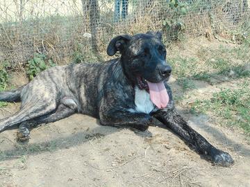 Adozione TIM uno splendore in canile