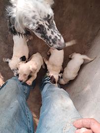 Cuccioli setter inglese 