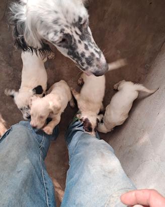 Cuccioli setter inglese 