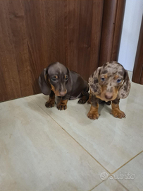 Bassotto Arlecchino cioccolato