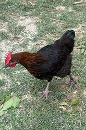 Gallo marans