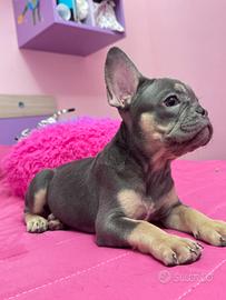 Bulldog francese