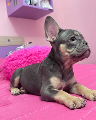 Bulldog francese