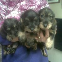 Bassotto a pelo duro