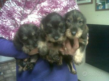 Bassotto a pelo duro