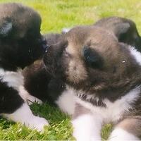 Cuccioli Akita americano pedigree Enci