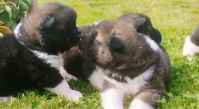 Cuccioli Akita americano pedigree Enci