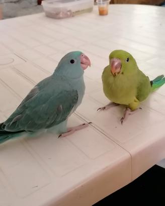 PARROCCHETTI DAL COLLARE, piccoli da imbecco