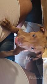 Cucciola pitbull