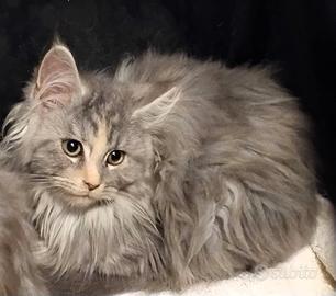 Cucciola di Maine Coon con pedigrèe
