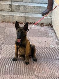 Pastore belga malinois