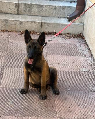 Pastore belga malinois