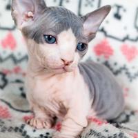 Sphynx - GATTO NUDO - cuccioli disponibili