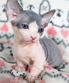 Sphynx - GATTO NUDO - cuccioli disponibili